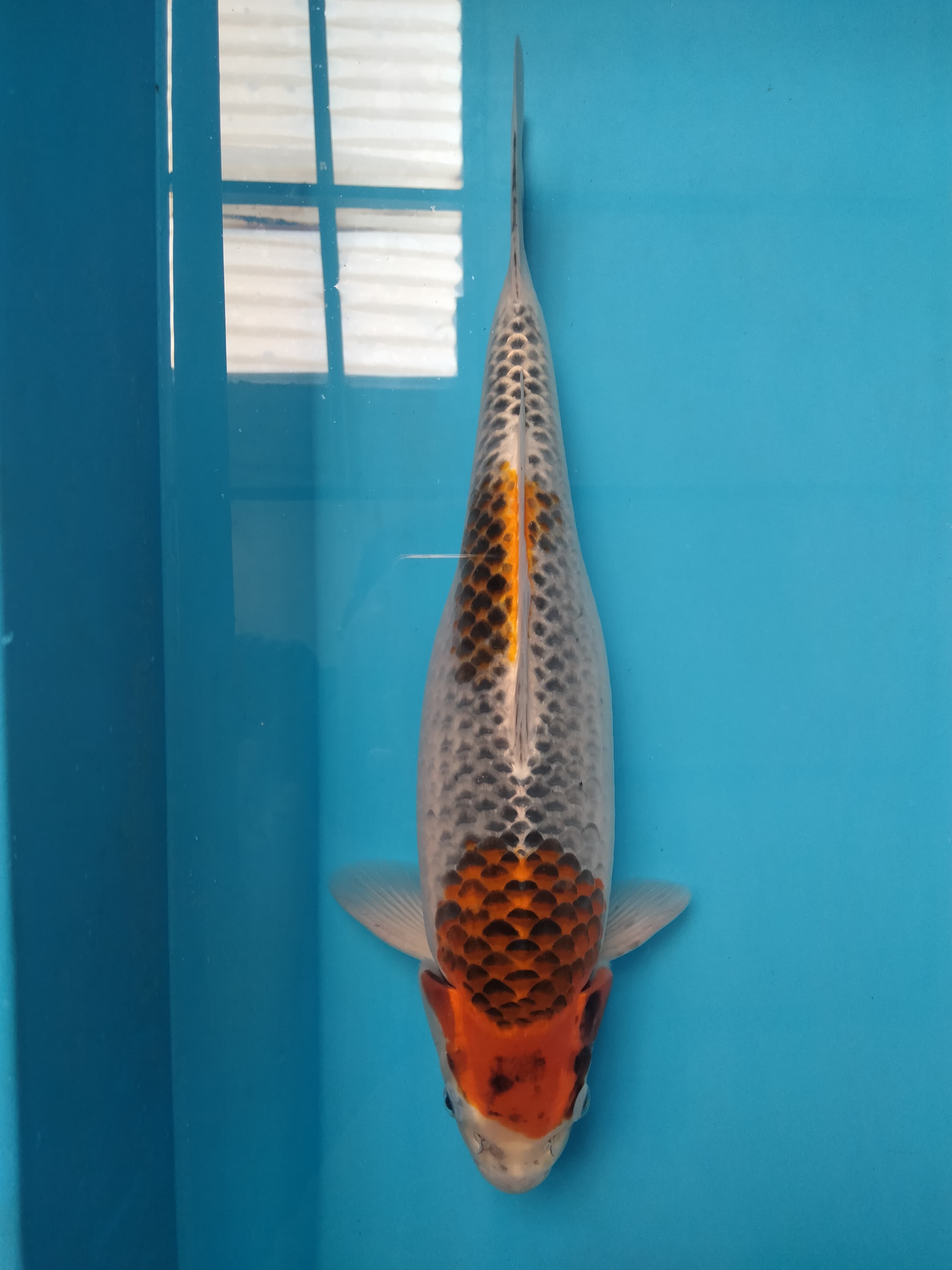 KUJAKU 43cm BREED AGRO