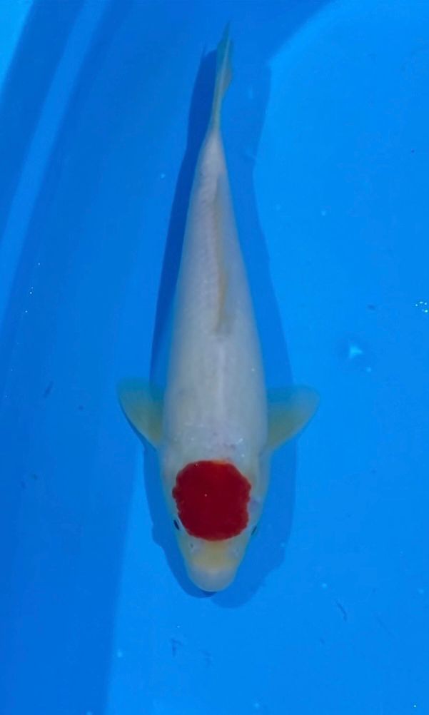 TANCO MALE 38cm