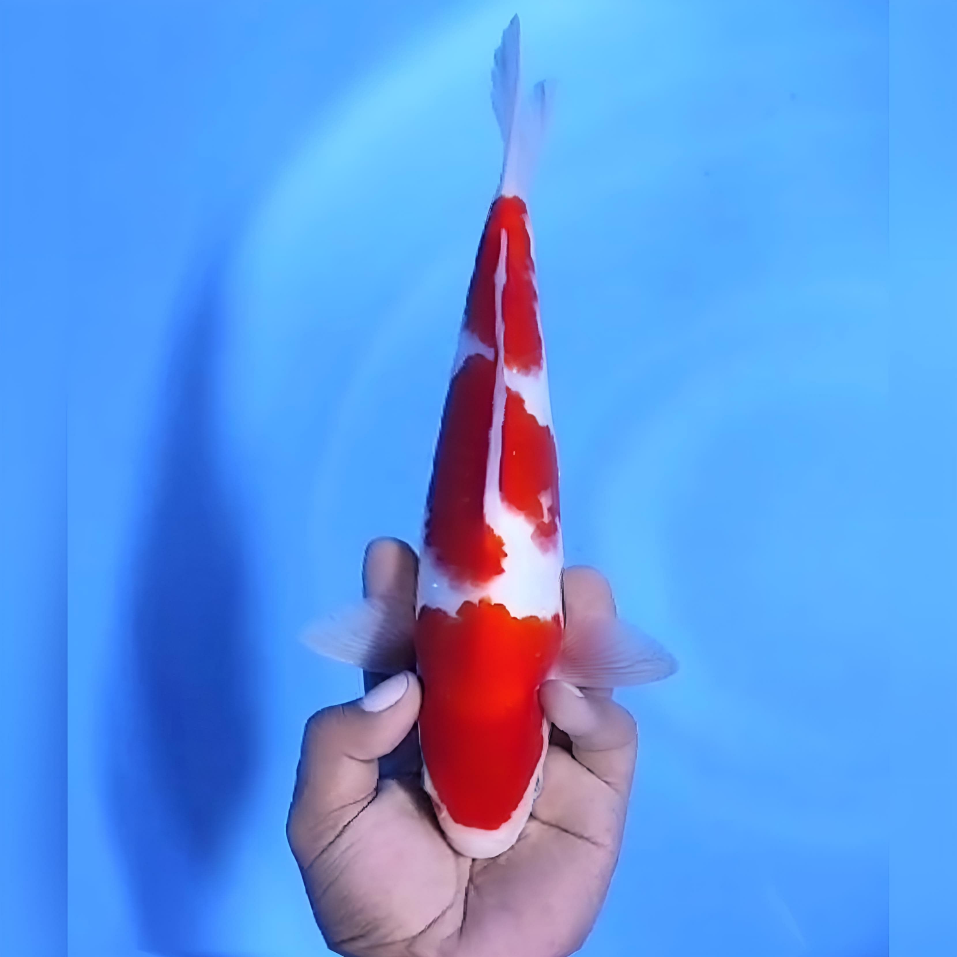 KOHAKU 3 STEP ORIGINAL 28cm