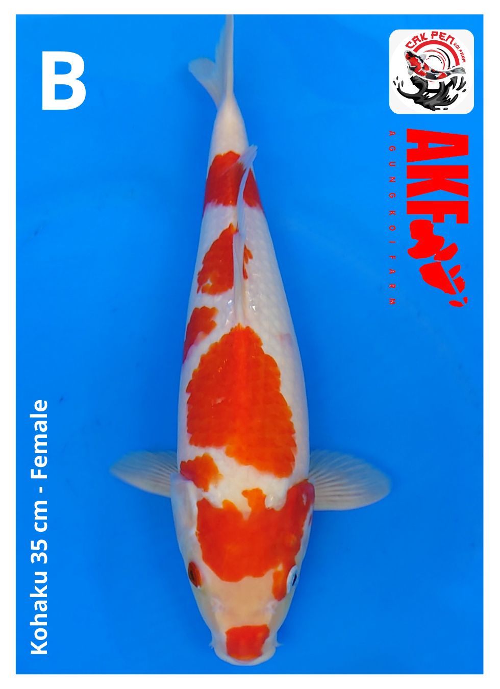KOHAKU 35cm