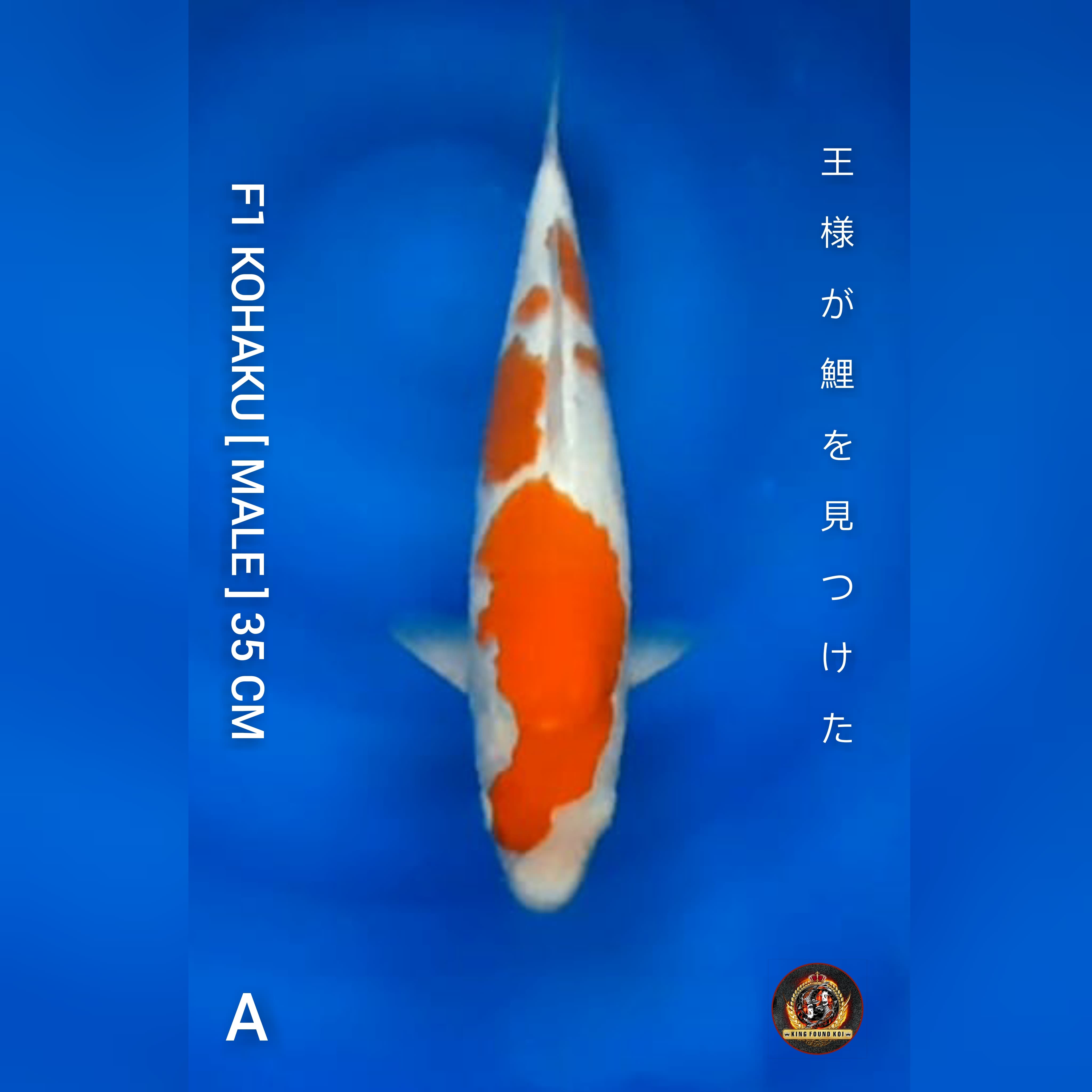 KOHAKU 35cm II SUPER LINE DAINICHI II QUALITY SHOW