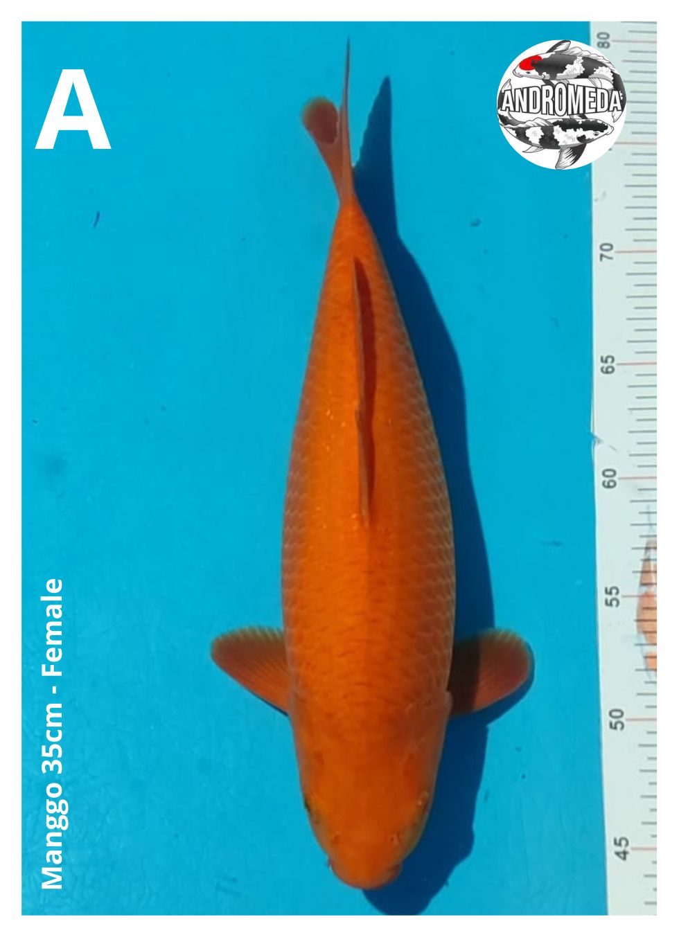 MANGGO 35cm