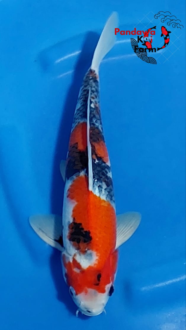 SHOWA SANSHOKU 33cm