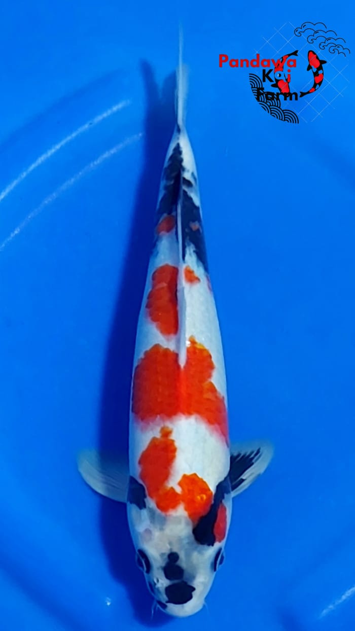 SHOWA KINDAI 31cm