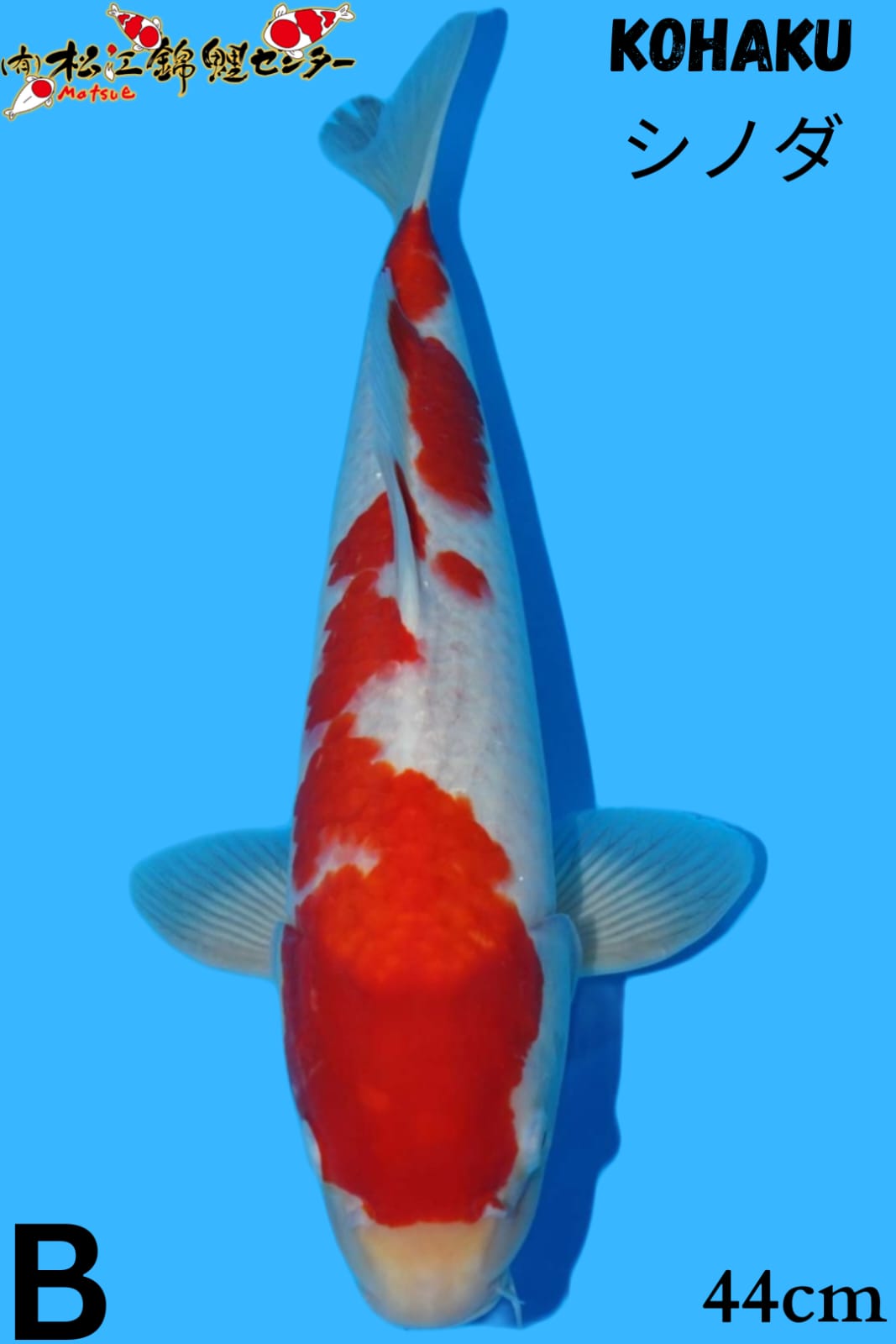 KOHAKU 44cm MATSUE KOI FARM