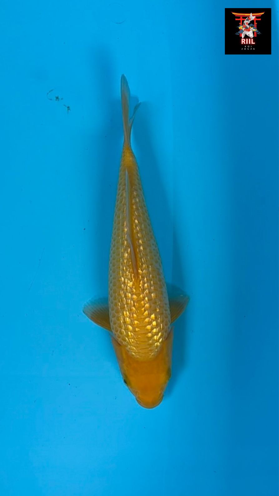 GINRIN KARASI 25cm