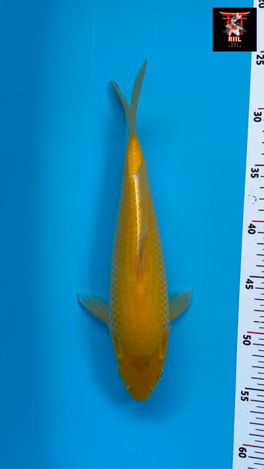 KARASI LEMON 30cm