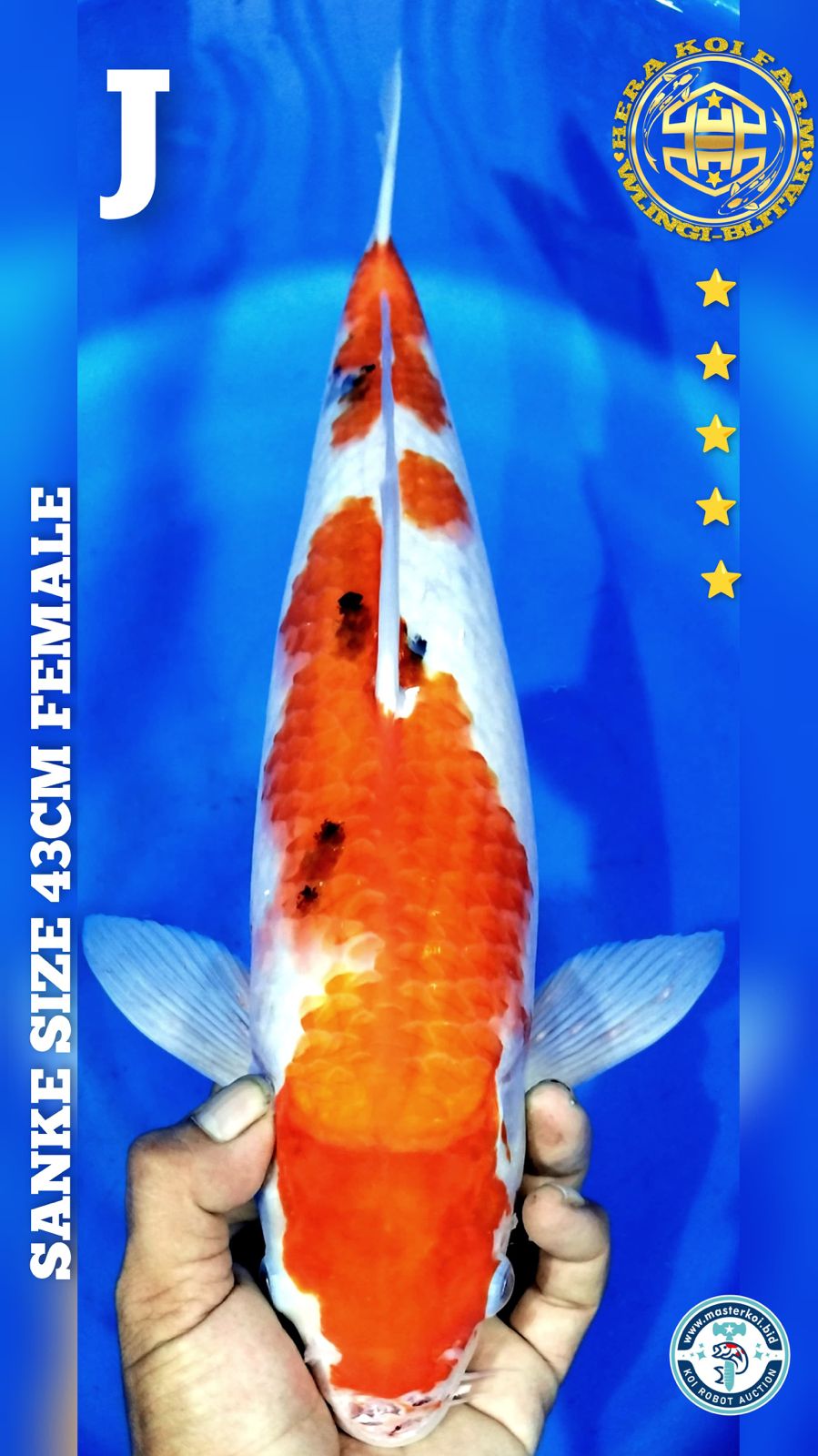 SANKE 43cm