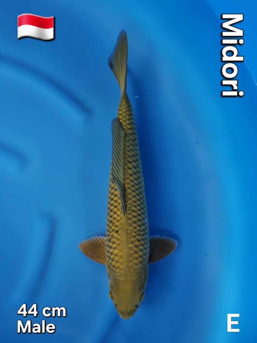 MIDORI 44cm