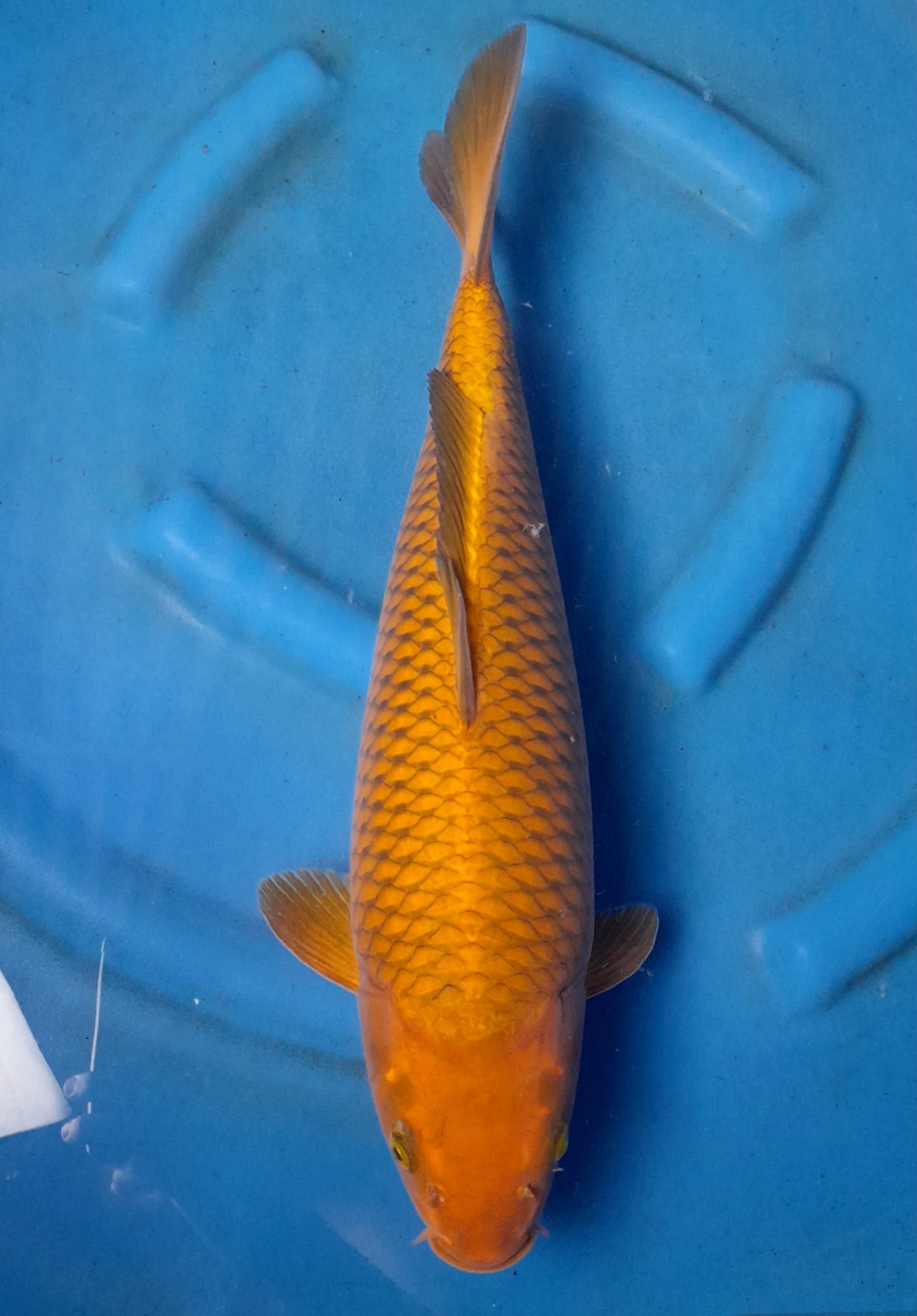 CHAGOI TEMBAGA 47cm