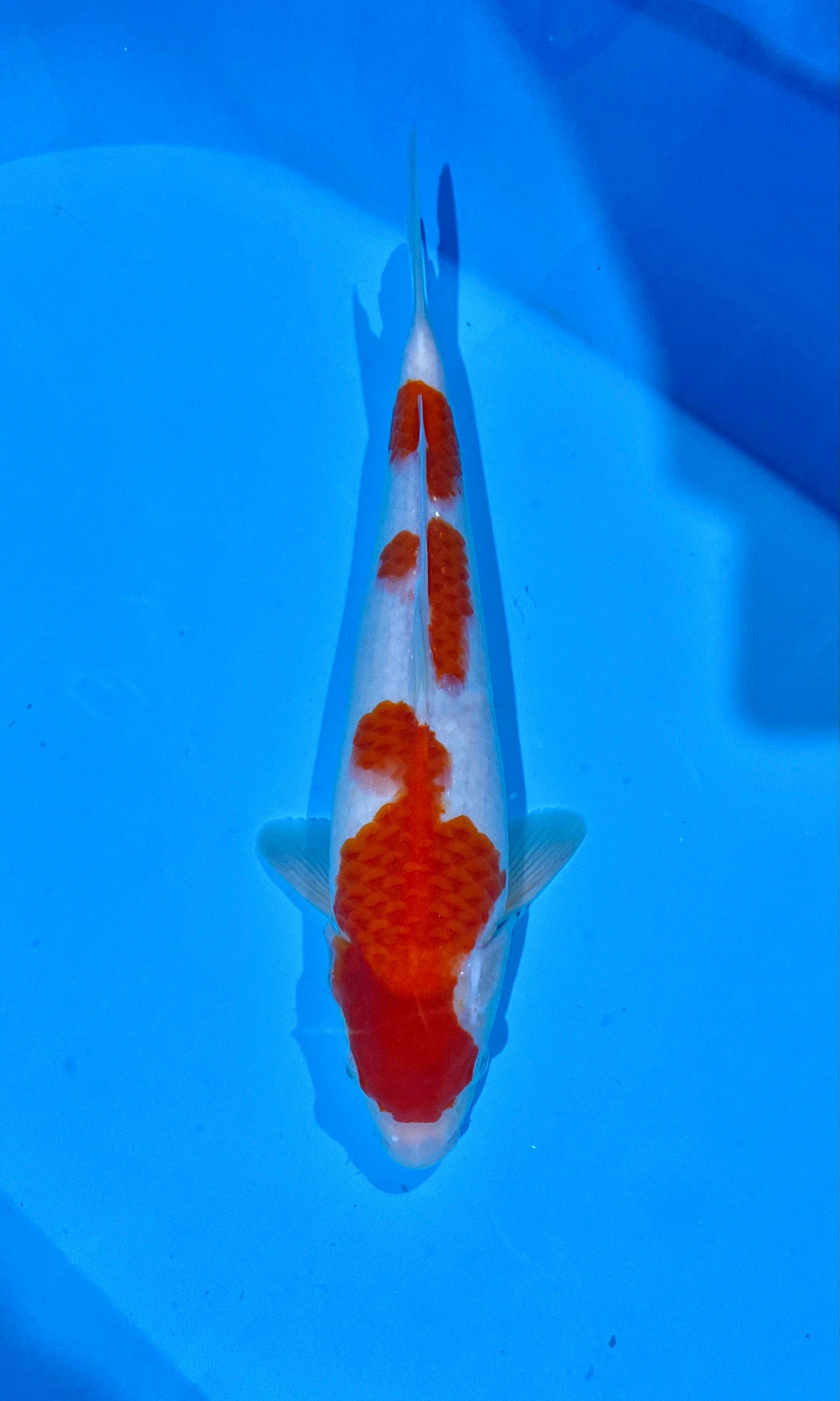 KOHAKU MALE 35cm