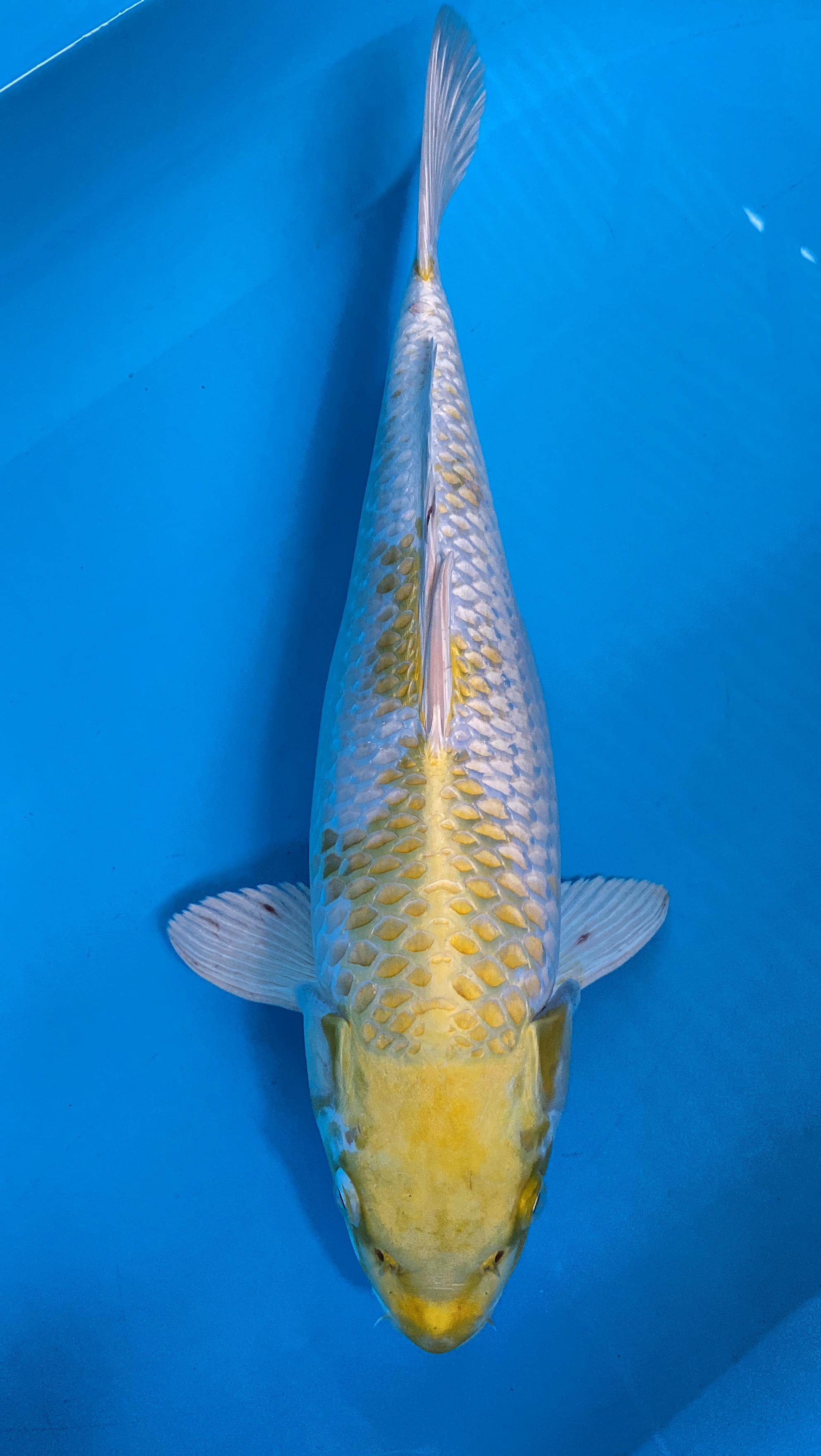 Ikan Koi HARIWAKE QUALITY 40cm, lelang koi HARIWAKE QUALITY 40cm, jual koi HARIWAKE QUALITY 40cm, beli koi HARIWAKE QUALITY 40cm, Lelang Koi Online, Jual Beli Ikan Koi, Pusat Jual Beli Koi, Info Lelang Koi Hari Ini, Platform Jual Beli Koi, Jual Beli Ikan Koi Online, Marketplace Ikan Koi, Jual Koi Terbaik, Tempat Beli Koi Berkualitas, Pasar Ikan Koi Online Terpercaya, Penjual Ikan Koi Terpercaya, Beli Koi Hias Online, Ikan Koi untuk Dijual, Koi Kualitas Terbaik, Toko Online Ikan Koi, Koi Hias Untuk Dijual, Jual Beli Ikan Koi Lokal, Koi Indonesia Online, Pusat Jual Beli Koi Terbesar