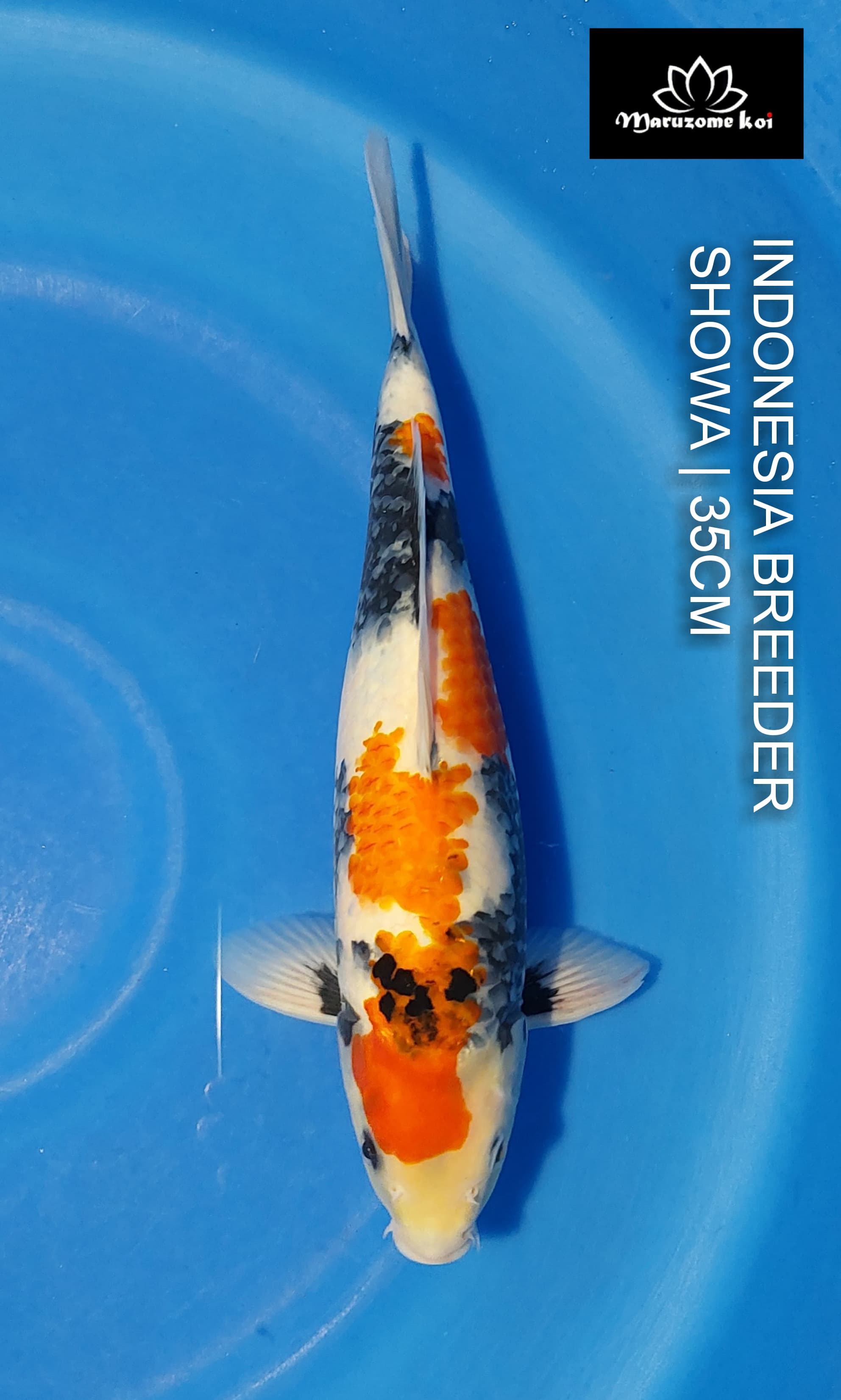 SHOWA 35cm MALE