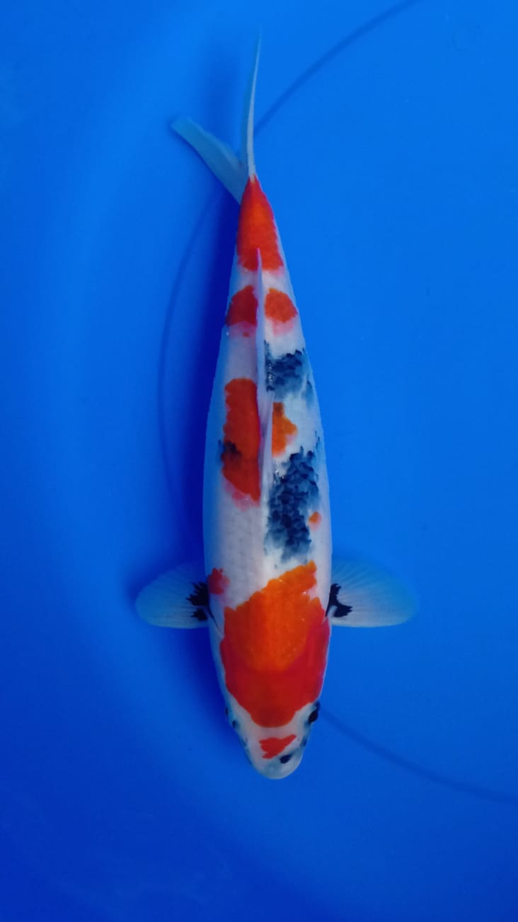 SHOWA MOTOGORO IMBANG 37cm