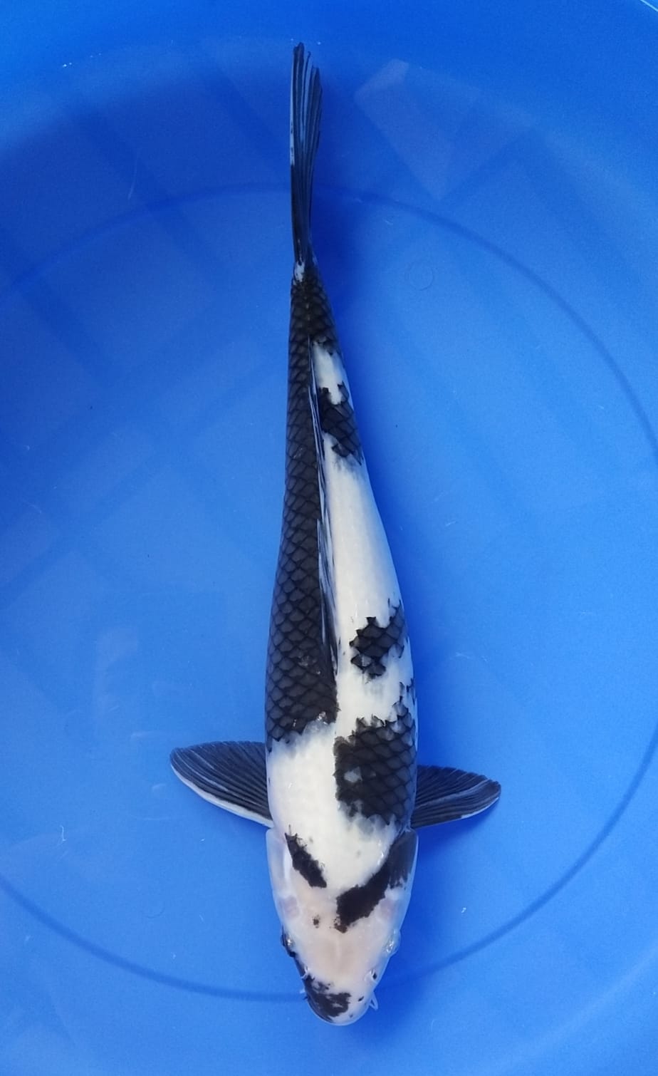 SHIRO UTSURI 45cm M READY SHOW