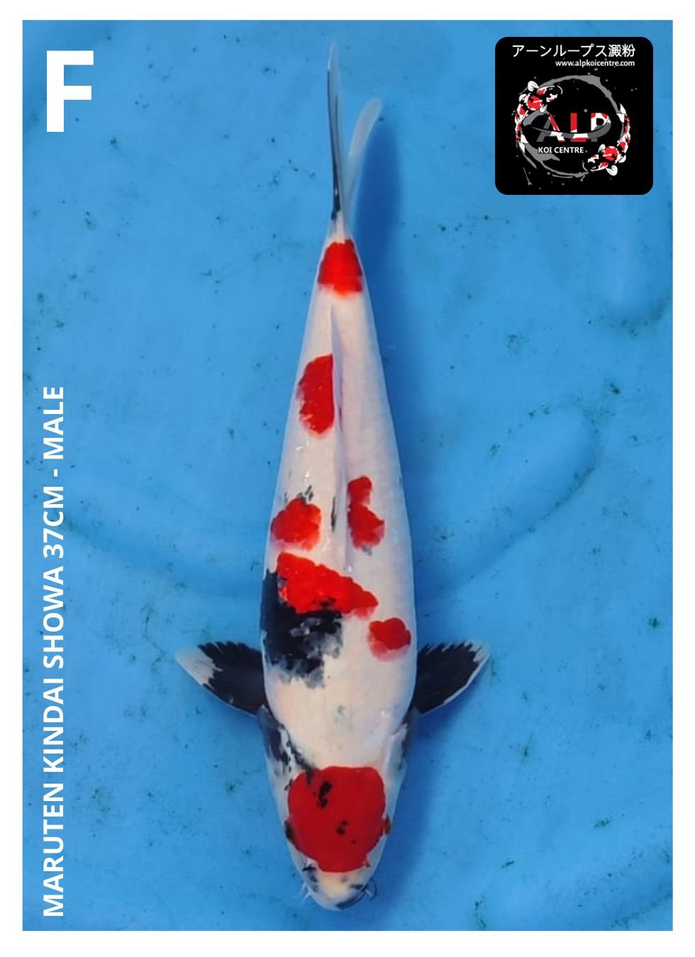 MARUTEN KINDAI SHOWA 37cm
