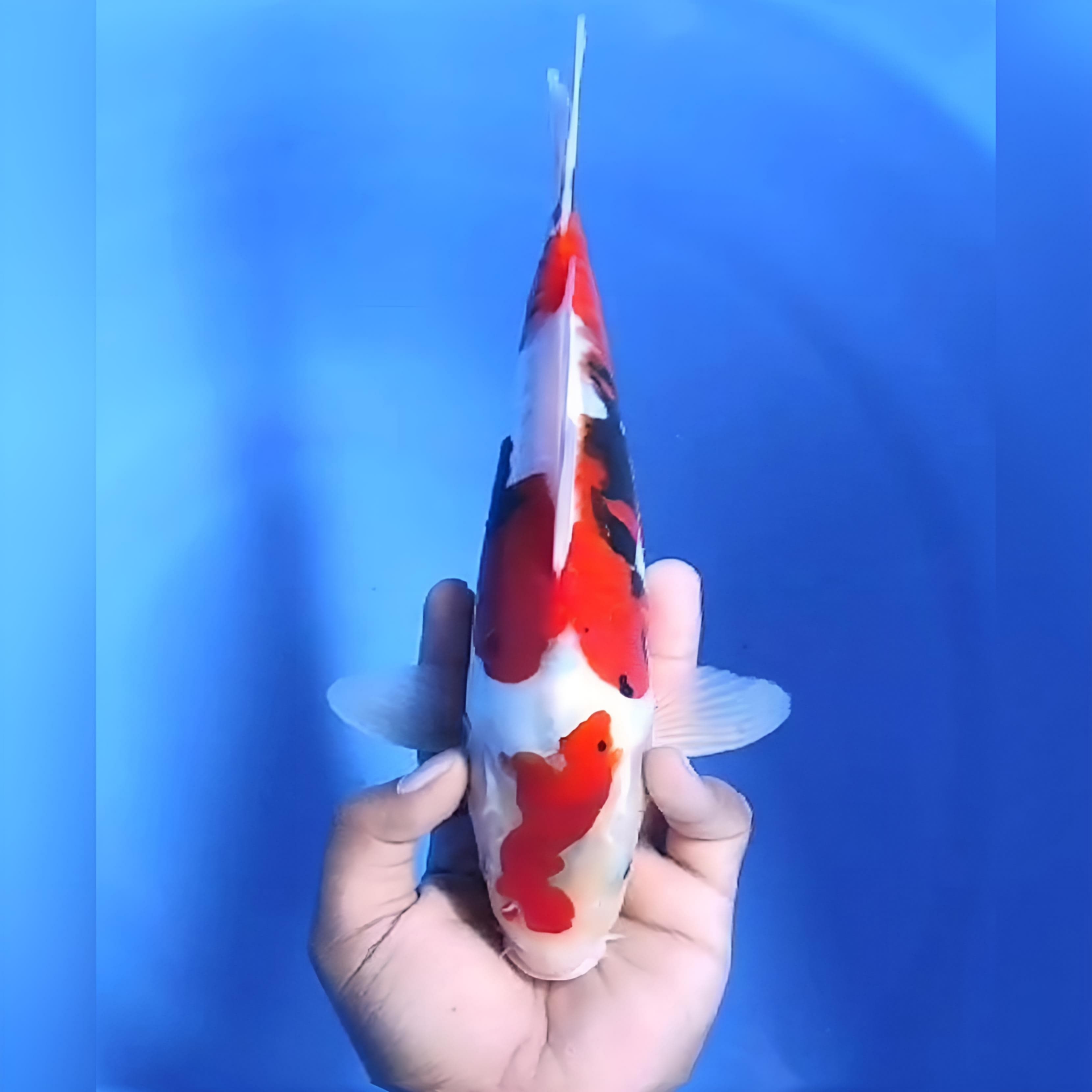 DOITSU SANKE 30cm