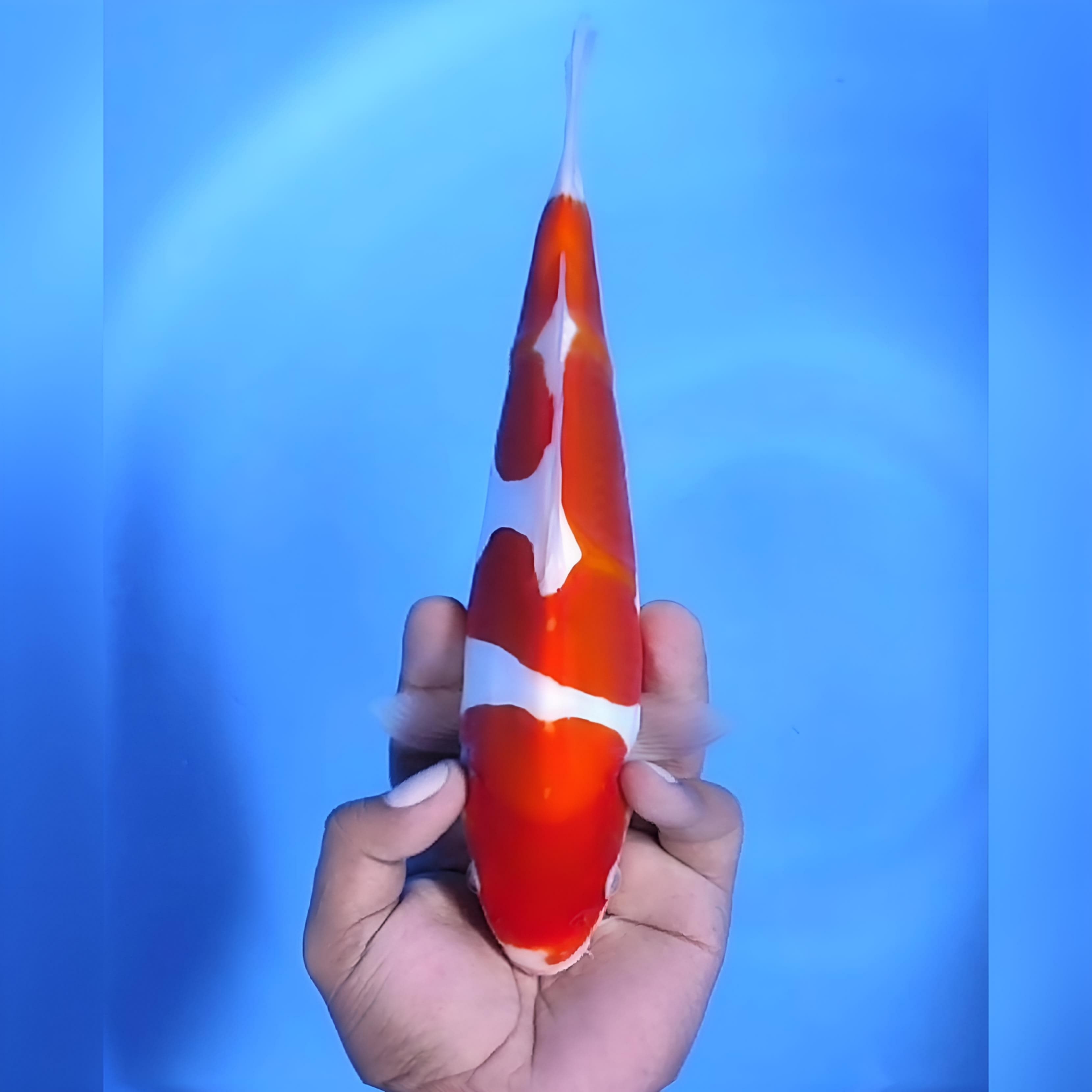 DOITSU MURNI MANTAP 26cm