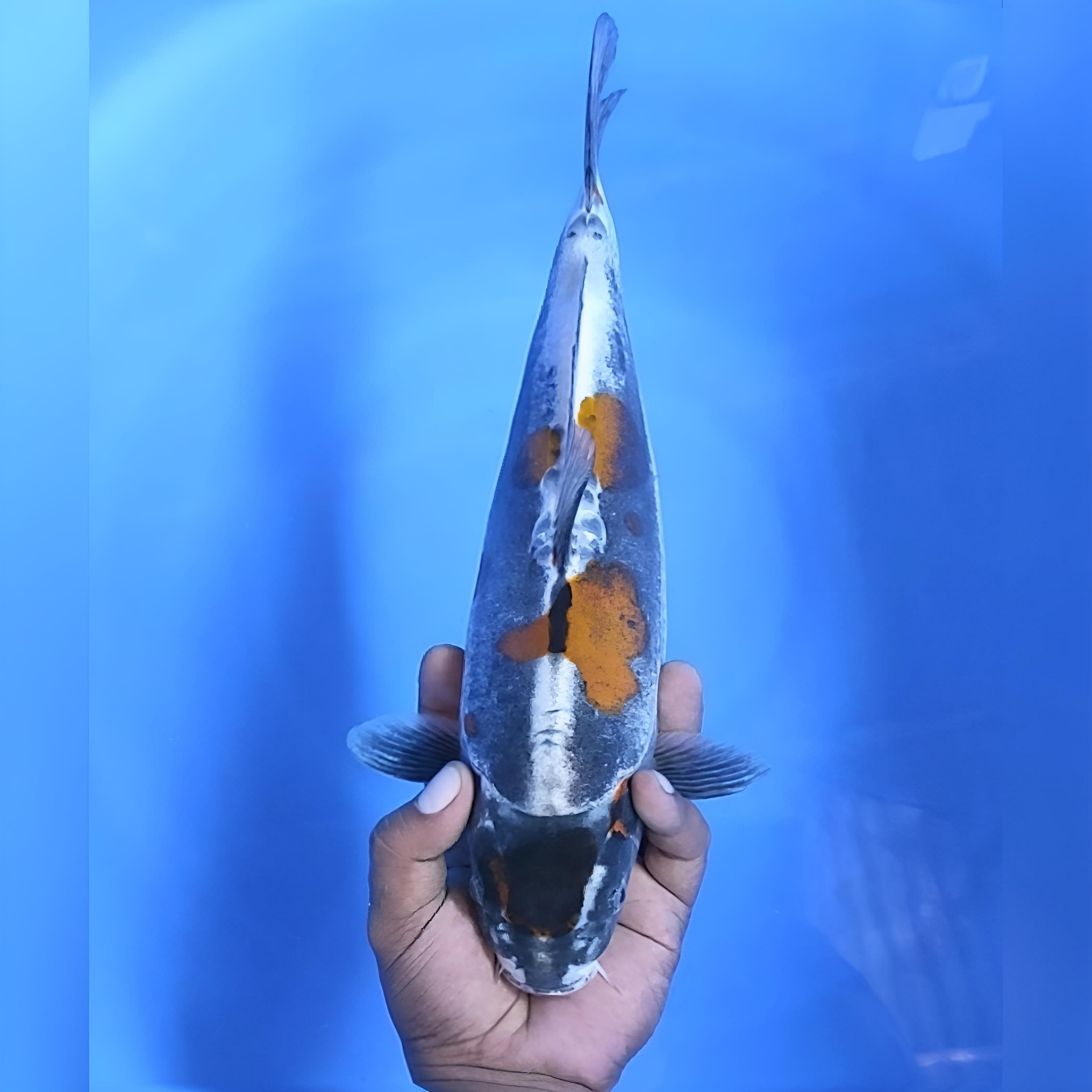DOITSU KOGANE OCHIBA 34cm