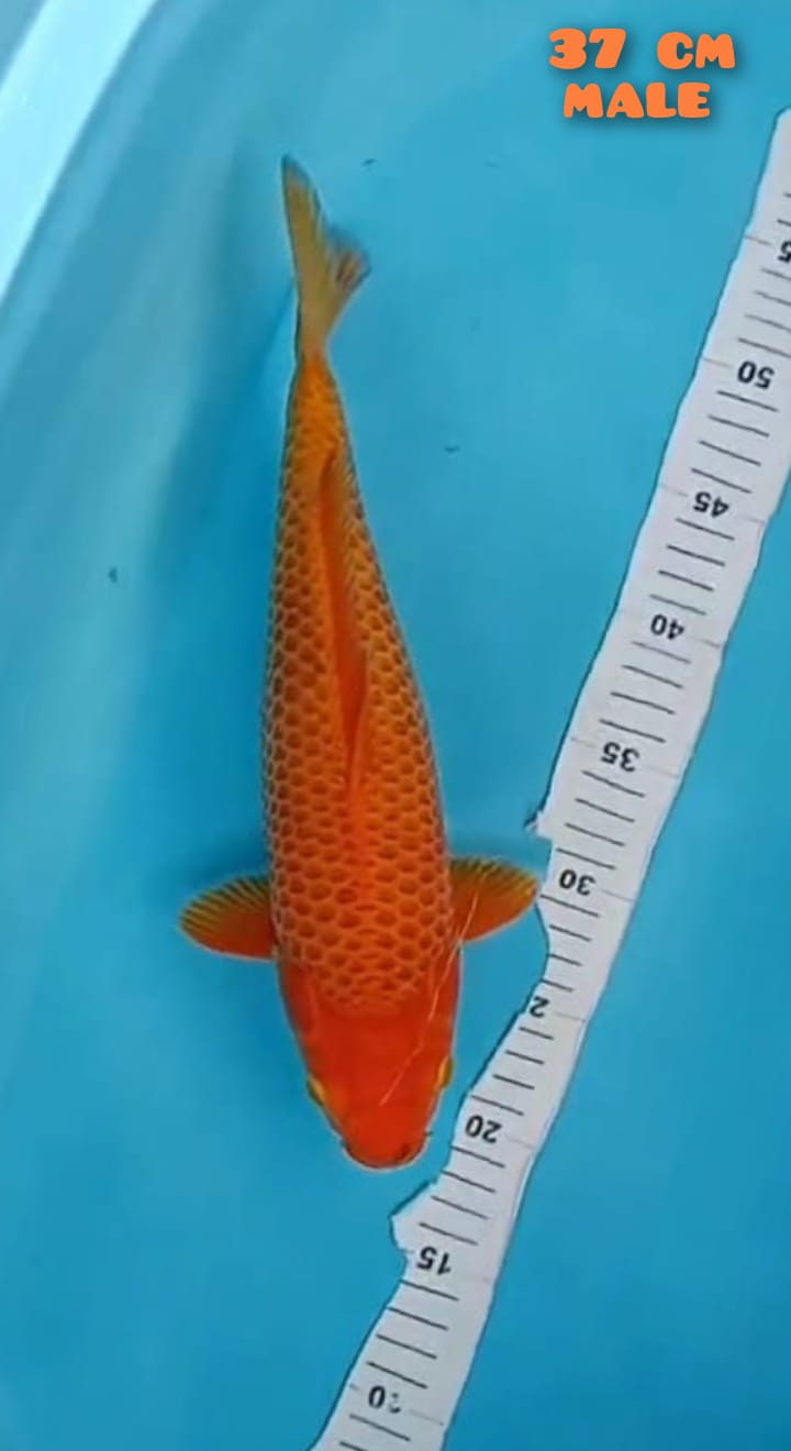 KARAMEL TOP FUKURIN 37cm MALE
