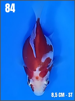 TAMASABA ST 9cm