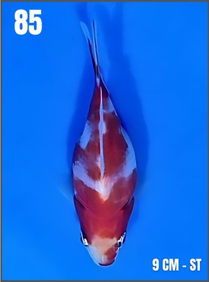 TAMASABA ST 9cm