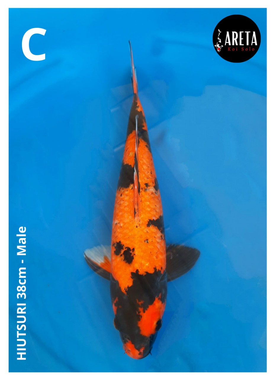 HIUTSURI 38cm