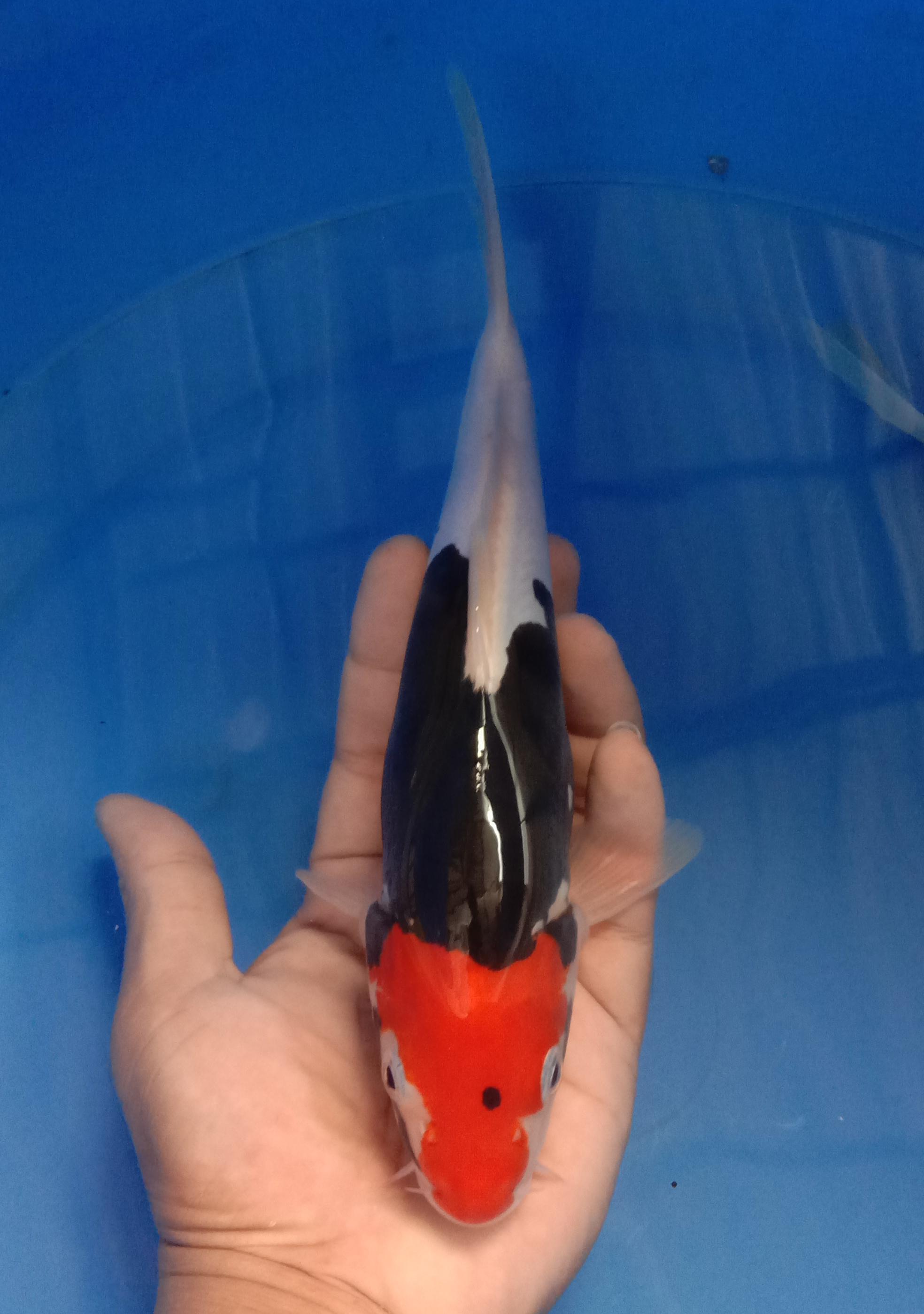 BENI KUMON 25cm