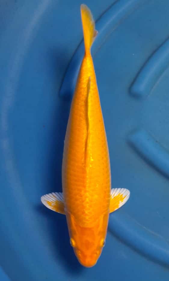 YAMABUKI OGON 44cm