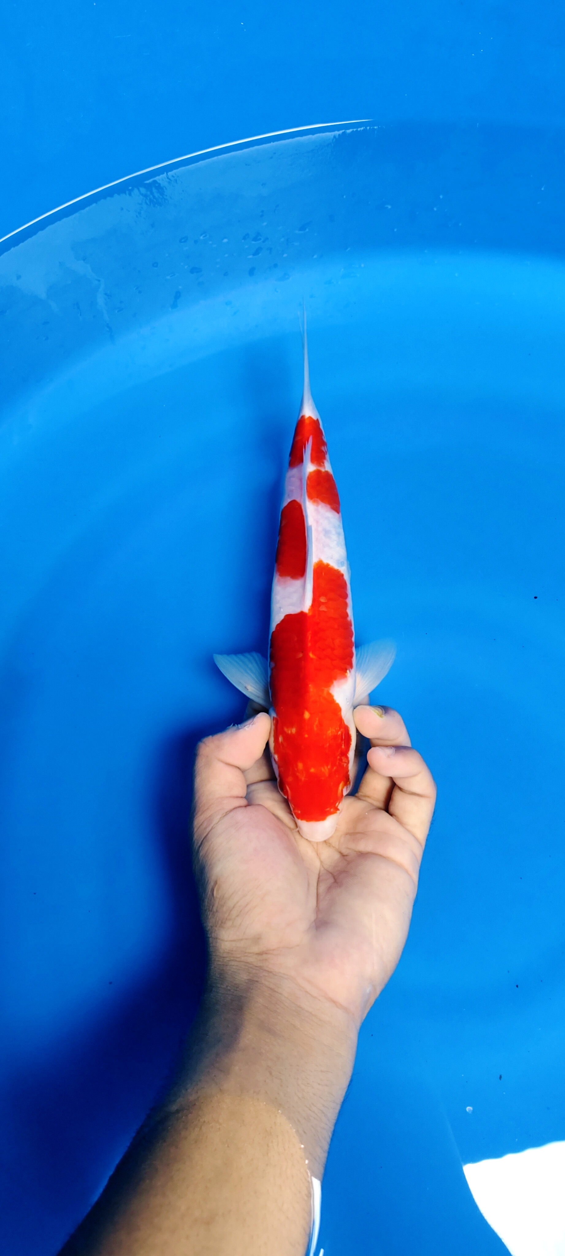 KOHAKU ORIGINAL SUPER RED STRONG BAHAN SHOW 25cm MALE