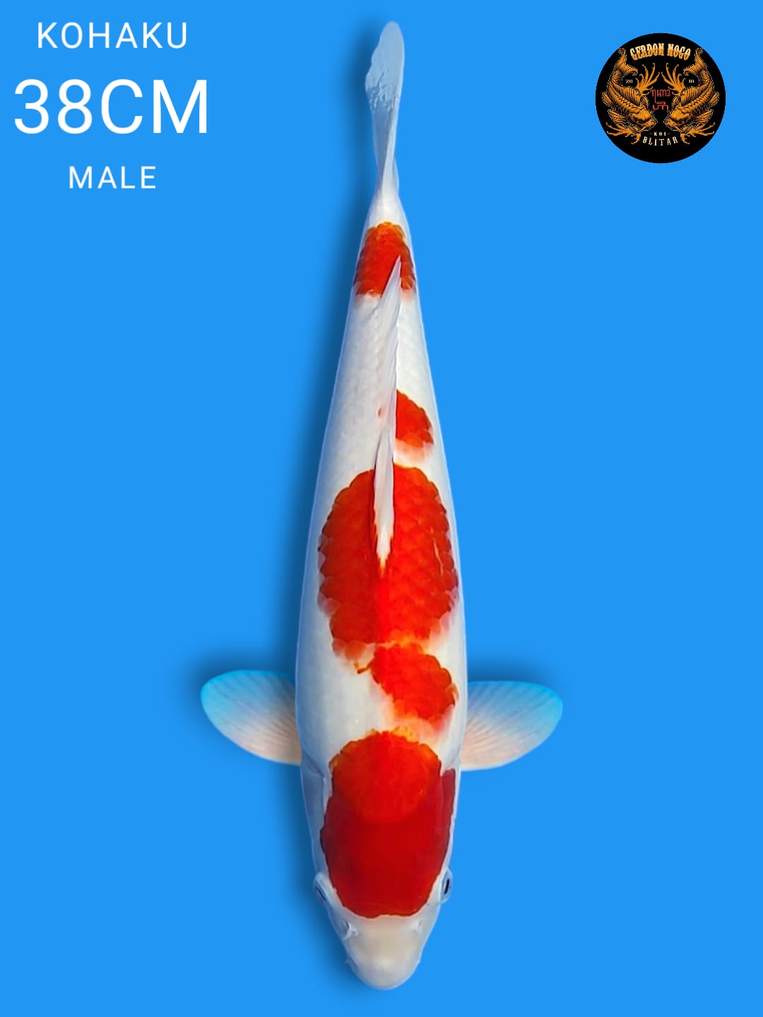 KOHAKU 38cm
