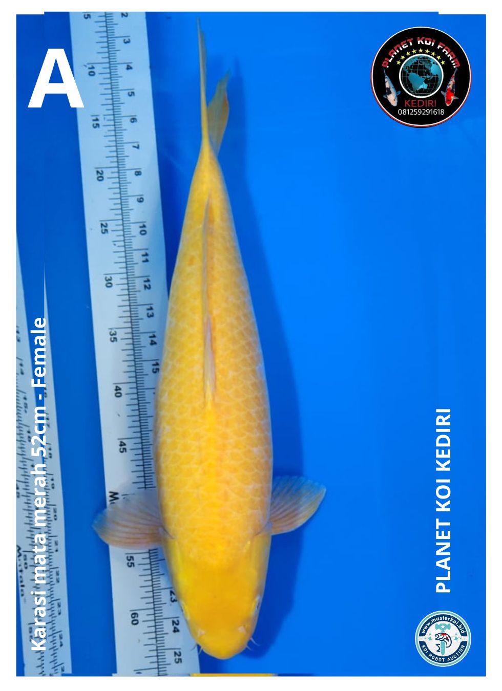 KARASI MATA MERAH 52cm