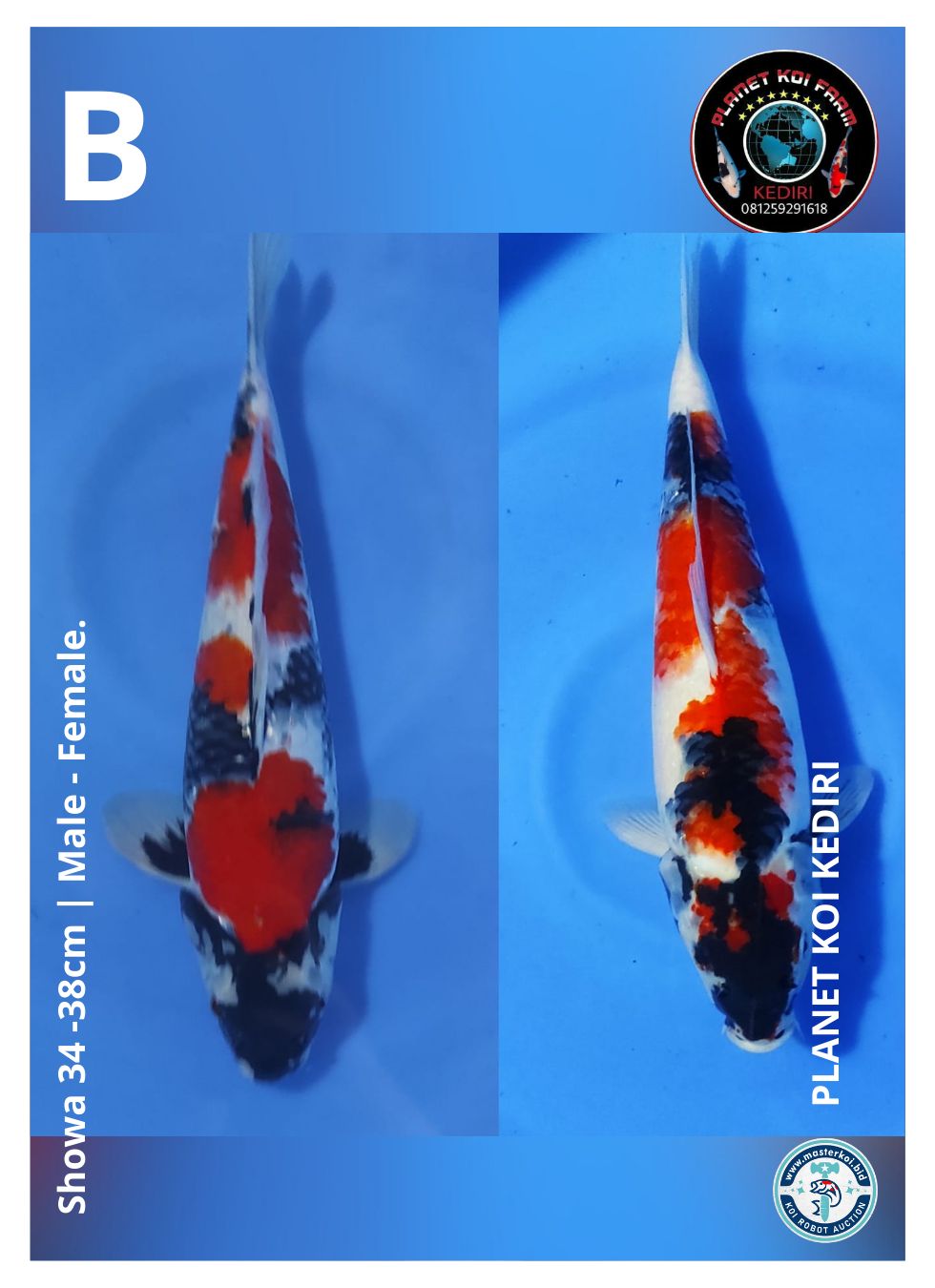 SHOWA 34 -38cm | MALE - FEMALE.