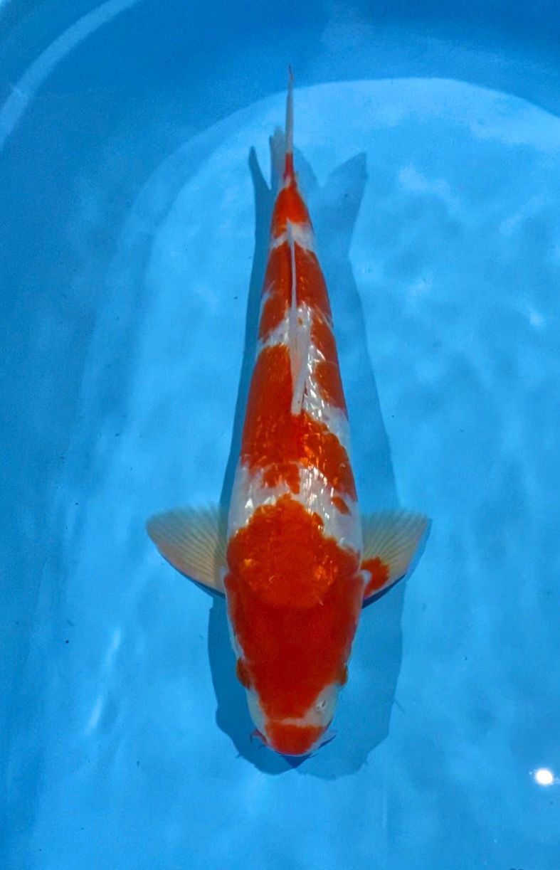 KOHAKU GINRIN JANTAN 44cm