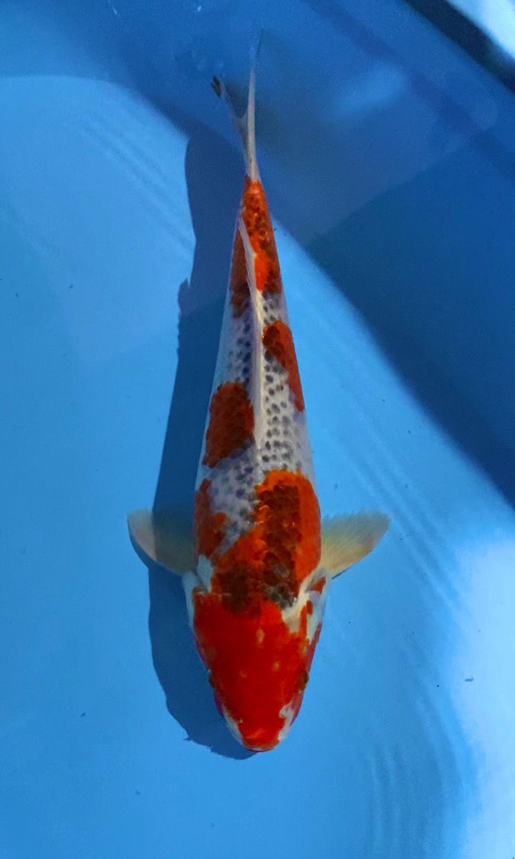 GOSHIKI 41cm