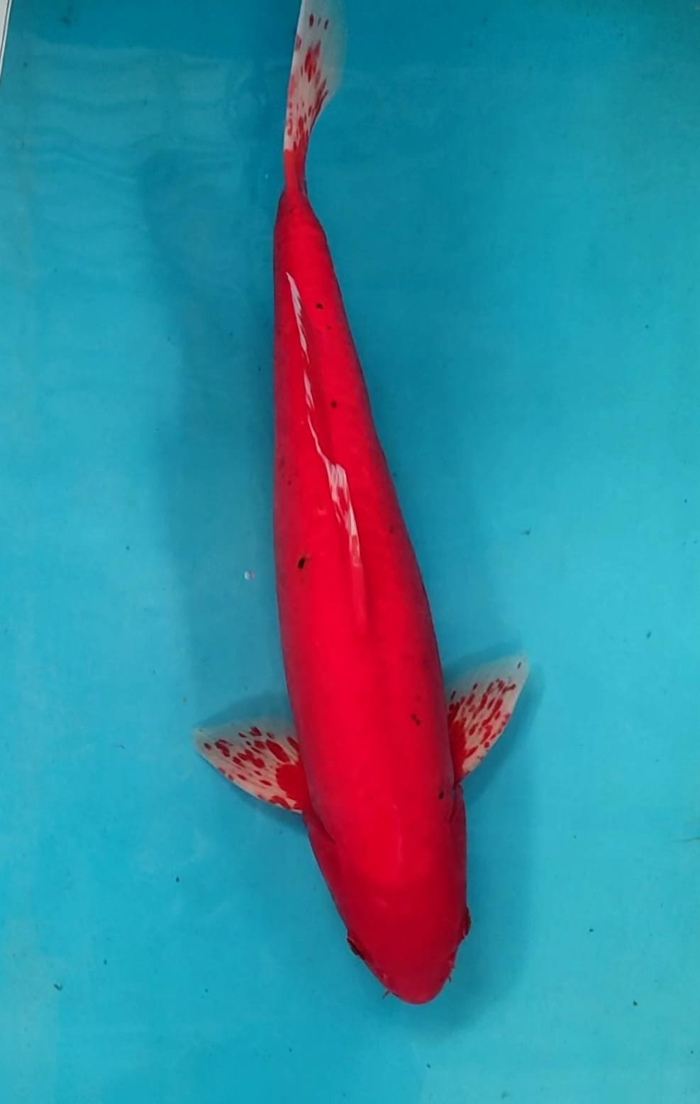 Lelang Koi Online, Jual Beli Ikan Koi, Pusat Jual Beli Koi, Info Lelang Koi Hari Ini, Platform Jual Beli Koi, Jual Beli Ikan Koi Online, Marketplace Ikan Koi, Jual Koi Terbaik, Tempat Beli Koi Berkualitas, Pasar Ikan Koi Online Terpercaya, Penjual Ikan Koi Terpercaya, Beli Koi Hias Online, Ikan Koi untuk Dijual, Koi Kualitas Terbaik, Toko Online Ikan Koi, Koi Hias Untuk Dijual, Jual Beli Ikan Koi Lokal, Koi Indonesia Online, Pusat Jual Beli Koi Terbesar