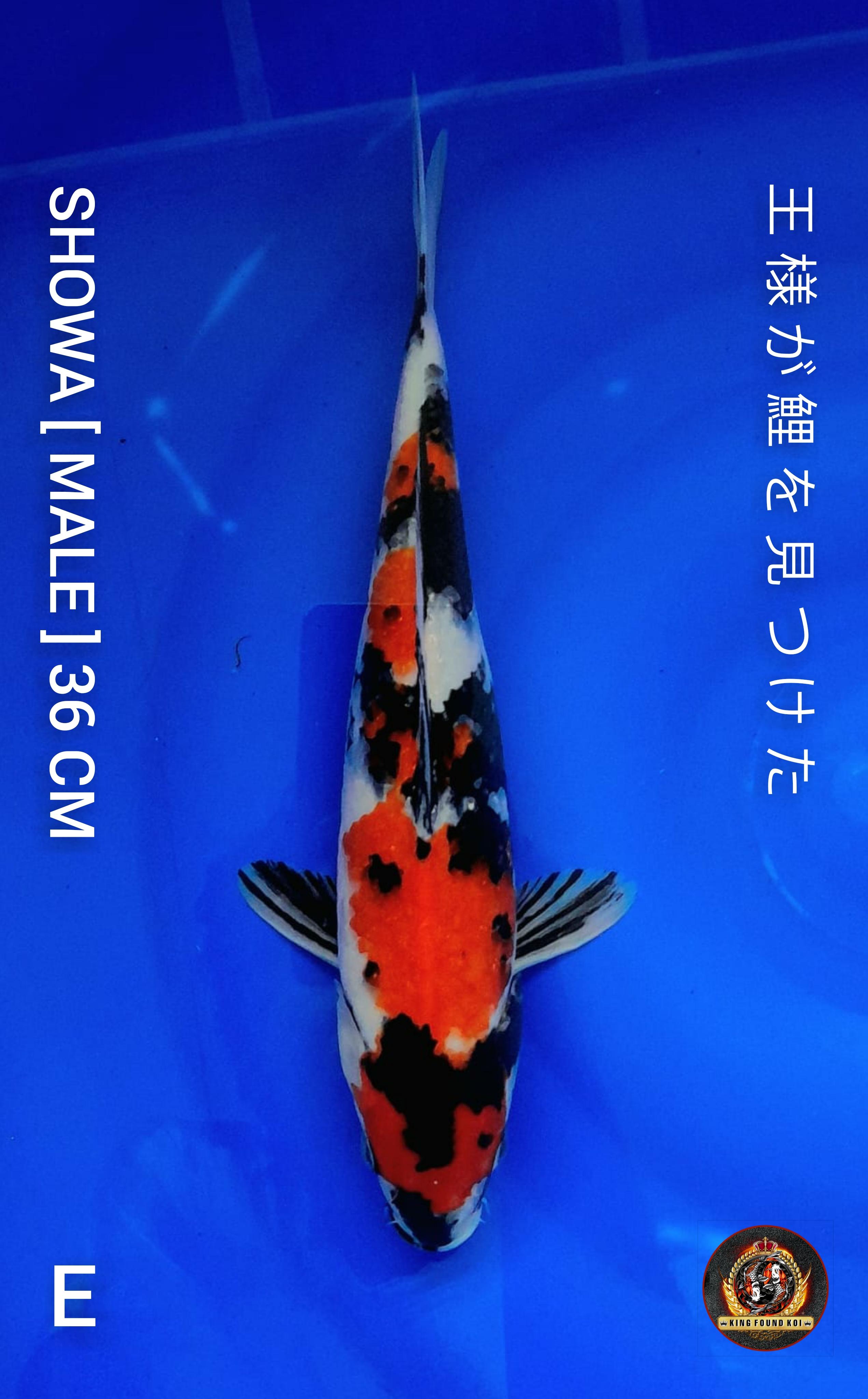 SHOWA 36cm II TOP II BAHAN KEPPING II IMPORT ISA NON SERTIFIKATHILANG II ANGGAP LOKAL