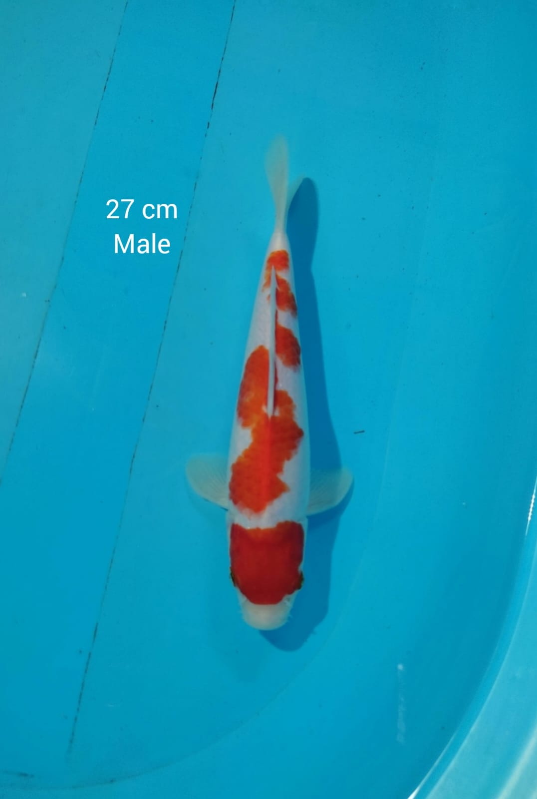 MARUTEN INAZUMA KOHAKU ORI 27cm
