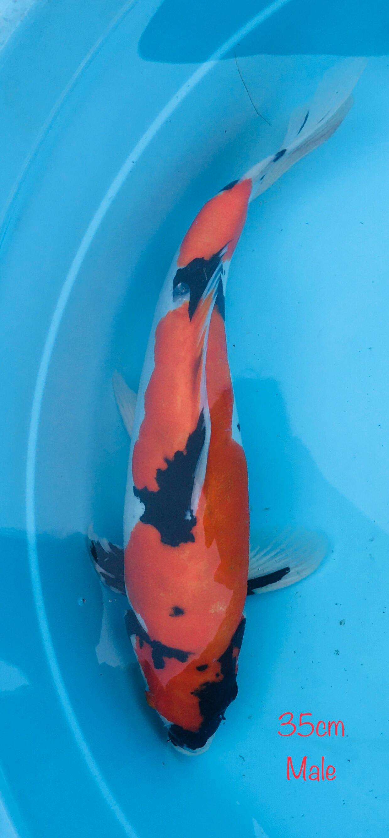 SHOWA DOITSU HQBULKY JANTAN 35cm