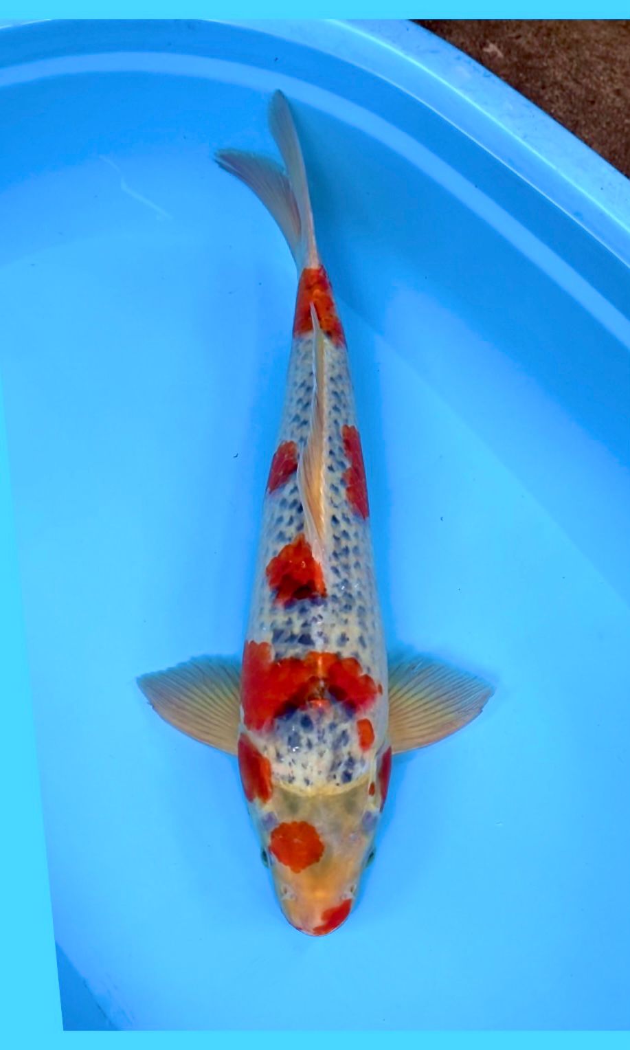 GHOSIKI 51cm