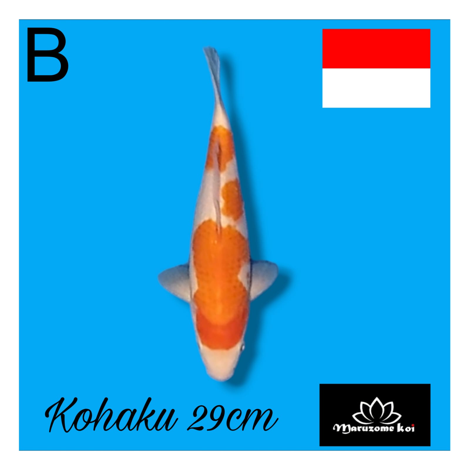KOHAKU 29cm