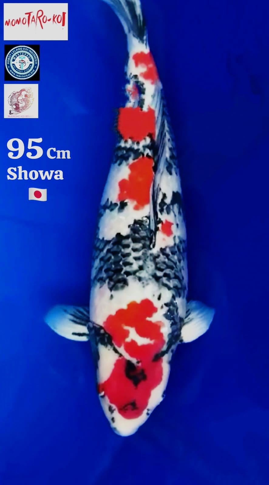 SPESIAL BIG SIZE SHOWA MOMOTARO 95cm