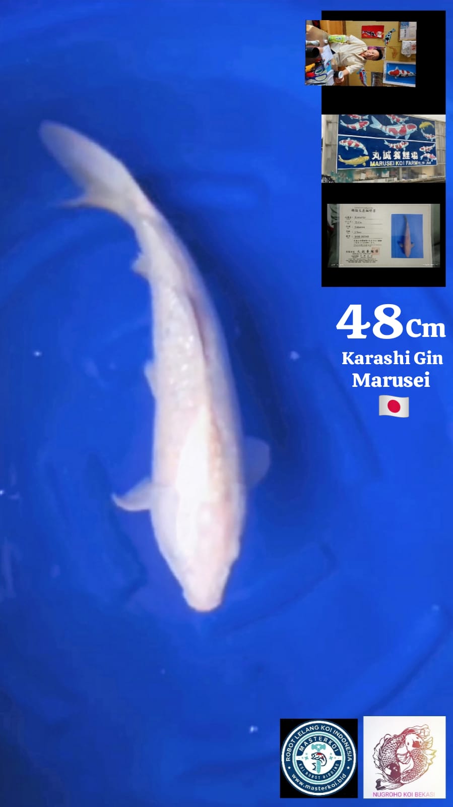 KARASHI GINRIN MARUSEI 48cm