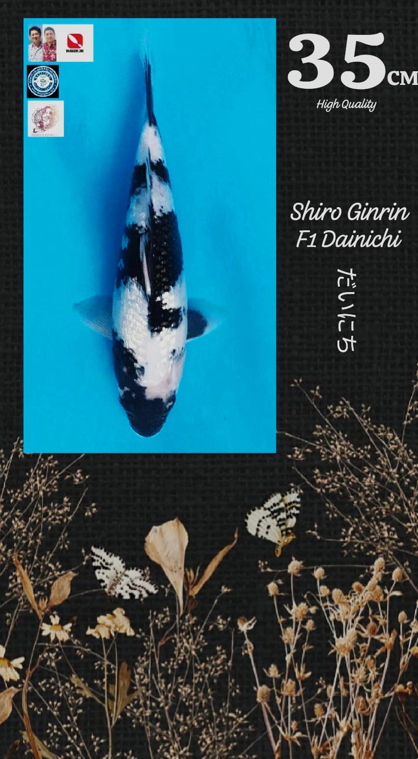 HIGH QUALITY SHIRO GIRIN F1 DAINICHI 35cm