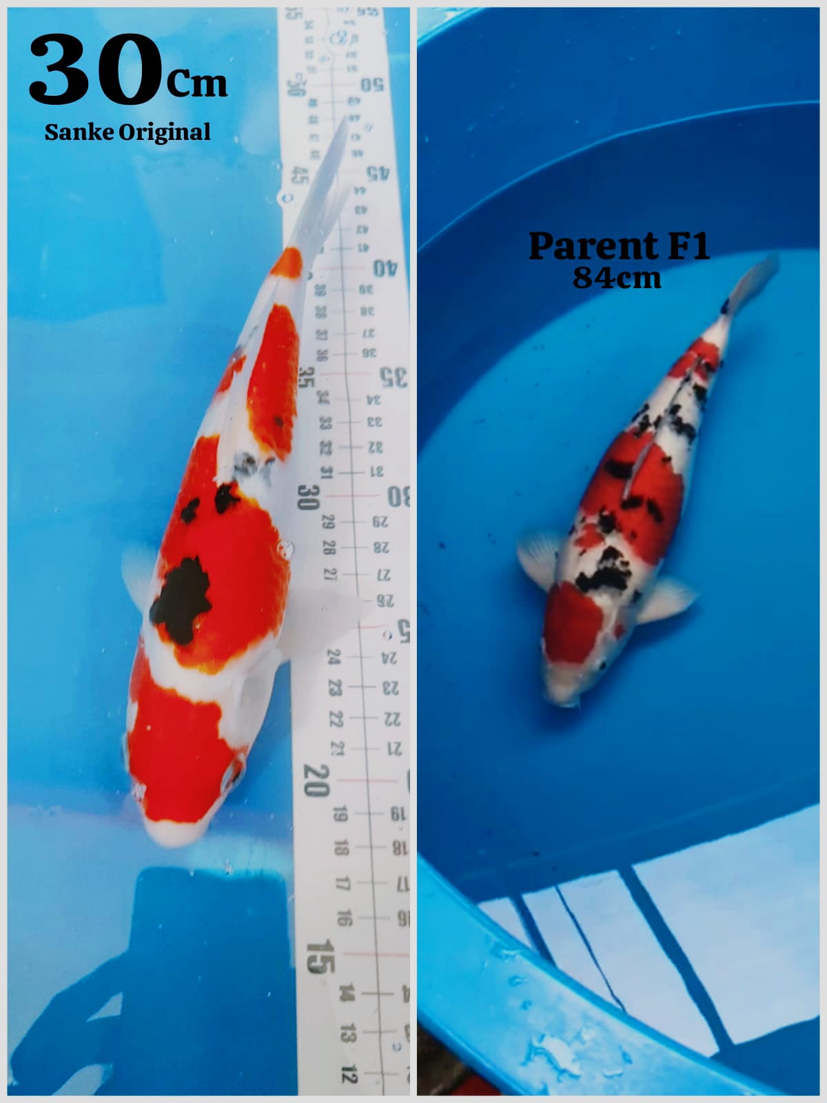 ORIGINAL SANKE F1 SAKAI 30cm