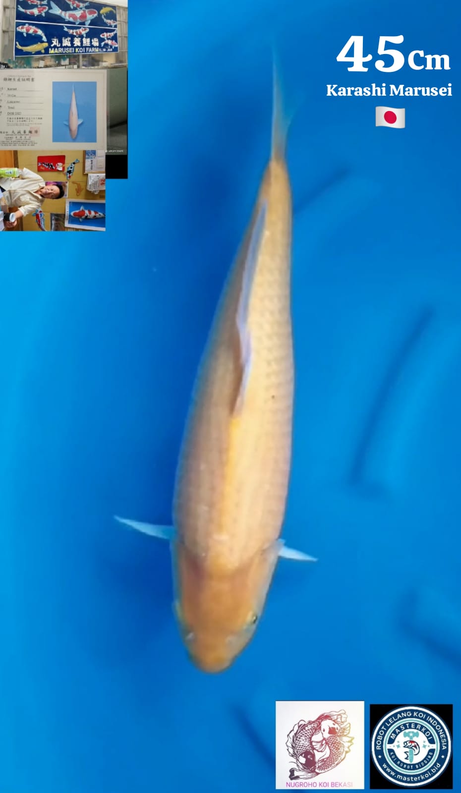 KARASHI IMPORT MARUSEI 45cm