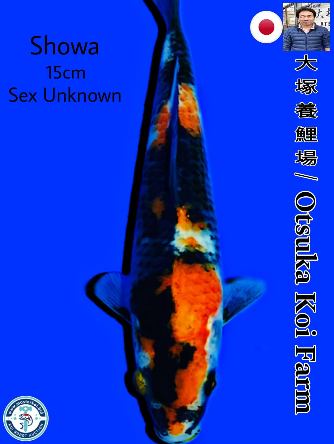 SHOWA IMPORT OTSUKA KOI FARM 15cm