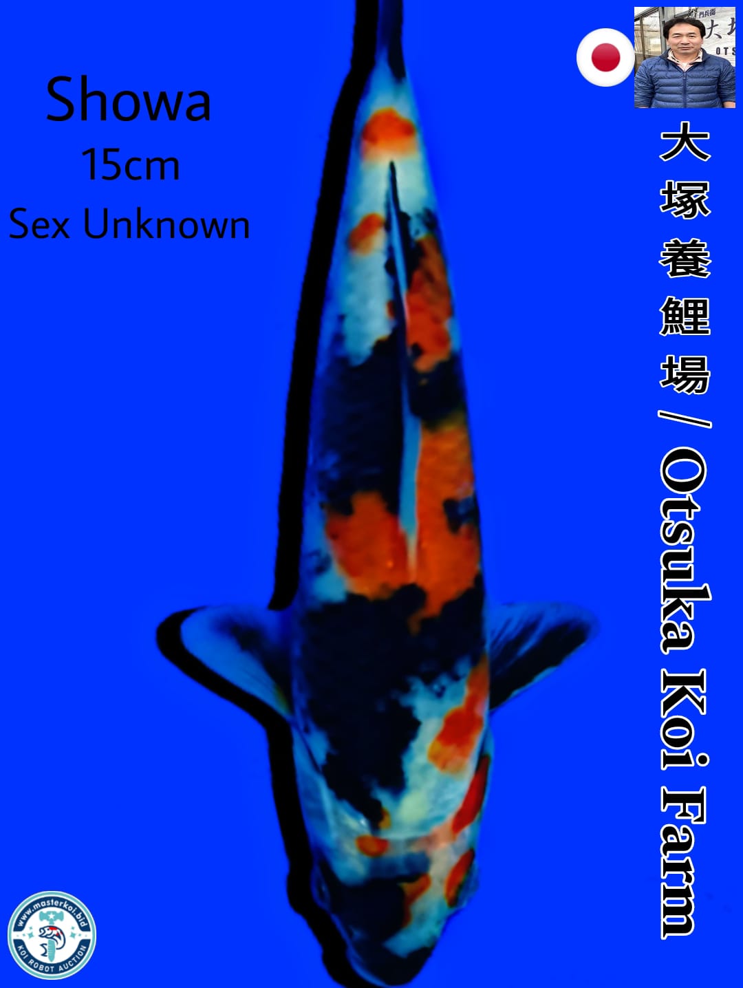 SHOWA IMPORT OTSUKA KOI FARM 15cm