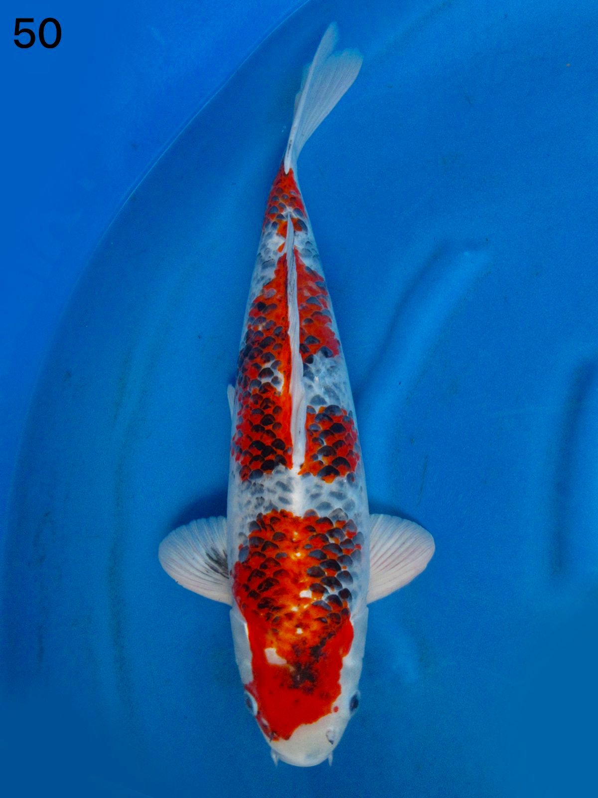 SHOWA GHOSIKI 4 STEP SQBULKY 50cm