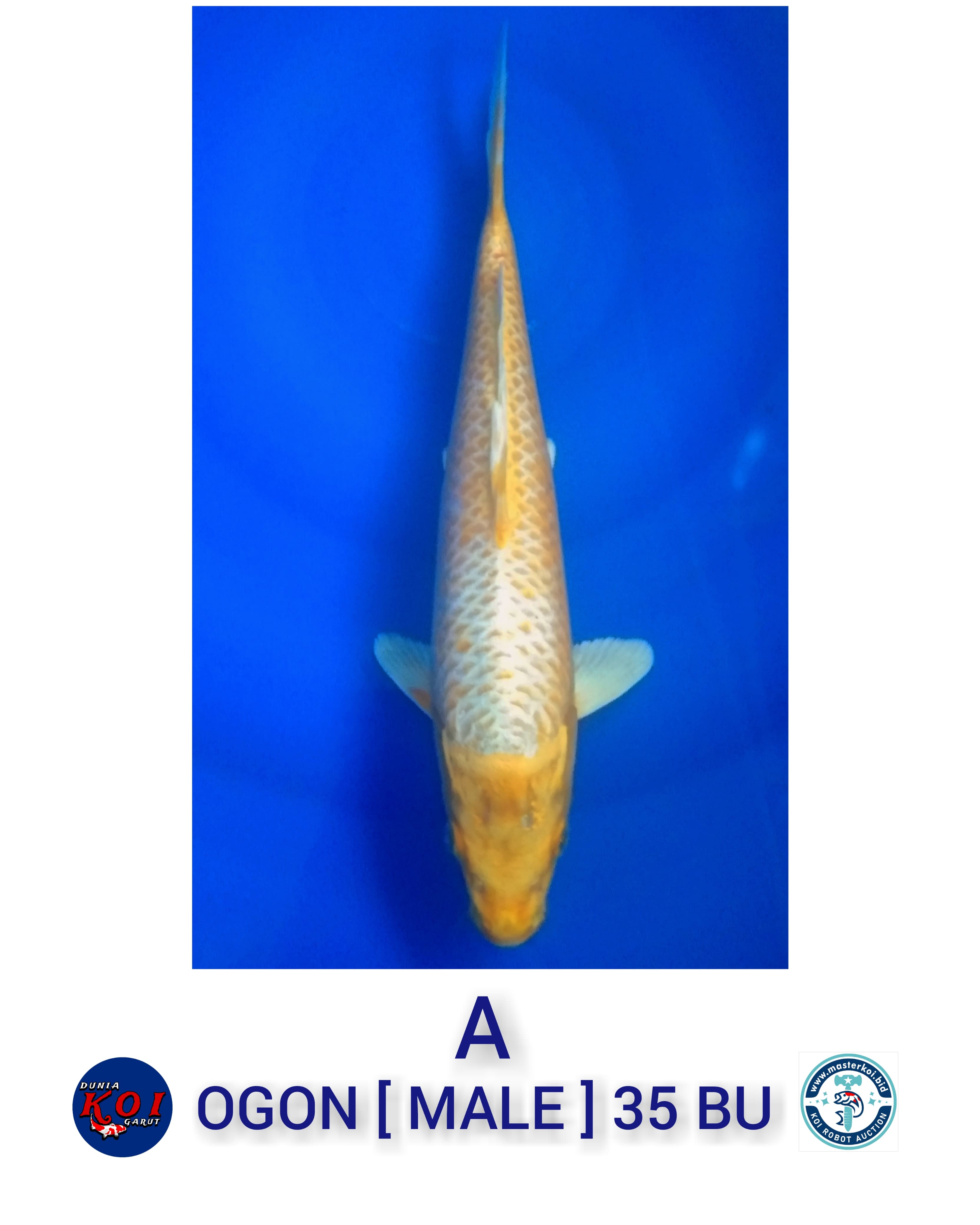 OGON 35cmBU